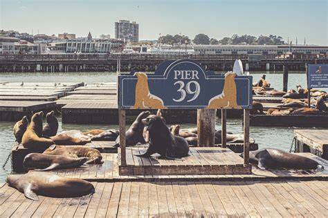 Uškatce na Pier 39 v San Franciscu