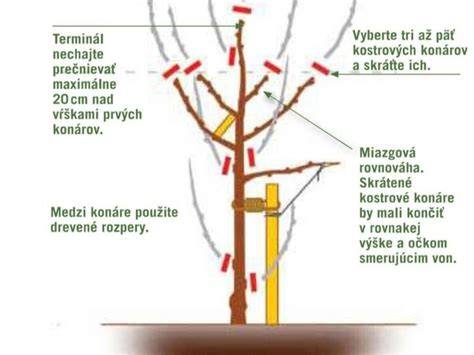 Schéma používania teleskopickej píly na orezávanie konárov v korune stromu