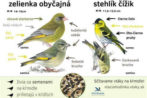 Ukážka rôznych hrúbok preglejky