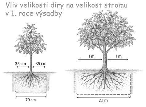 Schéma správneho rozloženia vetvičiek stromčeka