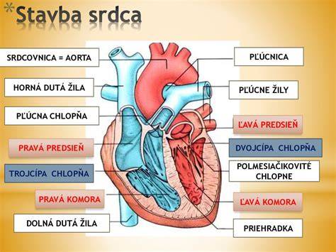 Schéma srdca s fibriláciou predsiení a pľúcnymi žilami