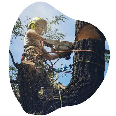 Arborista pracujúci s reťazovou pílou na strome
