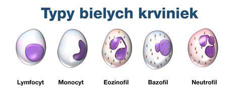 Typy bielych krviniek a ich funkcie
