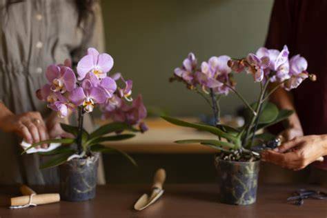 Pestovanie orchideí bez koreňov v piesku