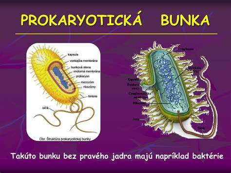 Porovnanie štruktúry otvorených a uzavretých buniek PUR peny