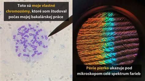 Porovnanie povrchu smaltu a bežného plastu pod mikroskopom