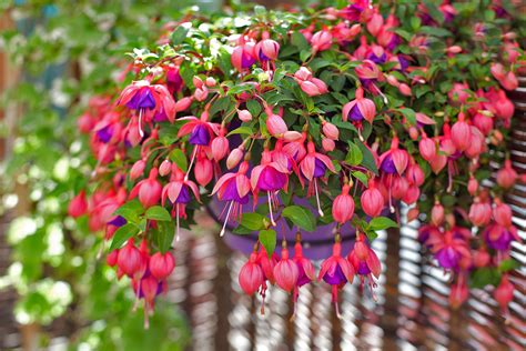 fuchsia v závesnom košíku