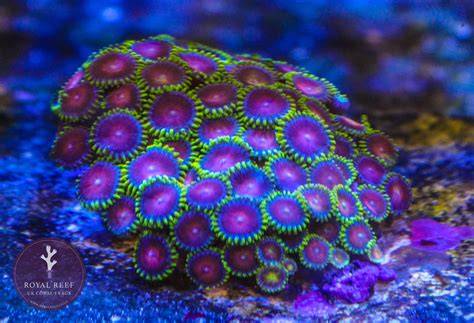 Vzorky farebných odtieňov obkladov vrátane Royal Reef