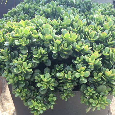 Rastlina tučnolistu vajcovitého (Crassula ovata)