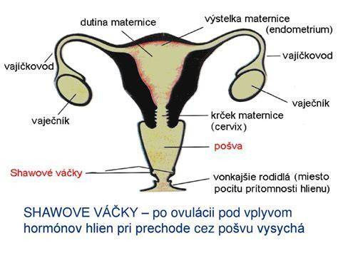 Detailná anatomická schéma ženského klitorisu