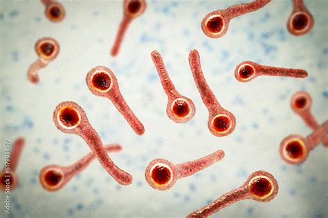 Baktéria Clostridium tetani a jej výskyt v prostredí