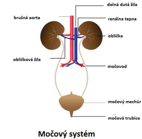 Schéma anatómie močových ciest so zameraním na močovod