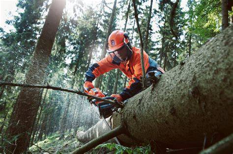 Husqvarna 555 v akcii v lese