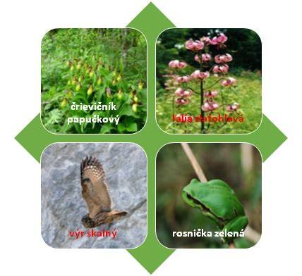 Charakteristická flóra a fauna Národnej prírodnej rezervácie Čabraď