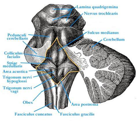 Detailná schéma fossa rhomboidea