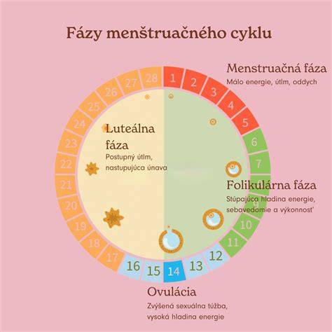 Schéma menštruačného cyklu s fázami a hormonálnymi zmenami