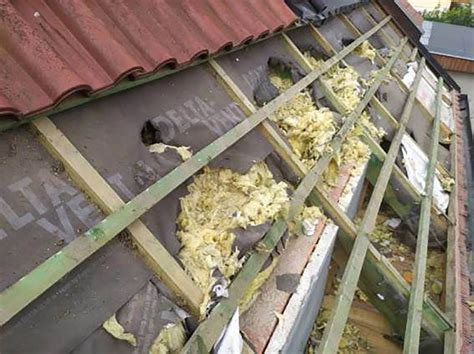 Poškodená tepelná izolácia hlodavcami