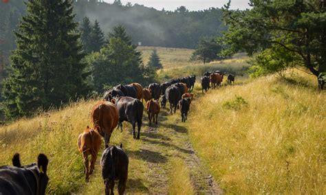 Lúky a pasienky v Strážovskej hornatine