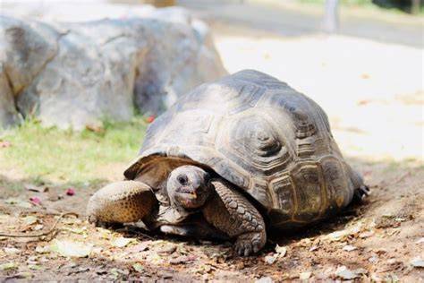 Galapágy - korytnačka