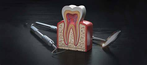 3D model zuba na obrazovke počítača CEREC