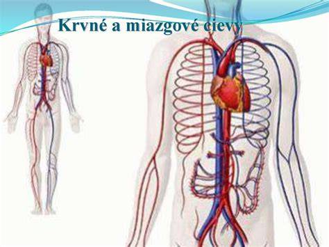 Schéma pôsobenia tepla na krvné cievy a prietok krvi