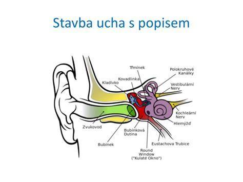 Schéma štruktúry ucha