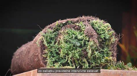 Proces vytvárania vzoru dreva do omietky pomocou matrice
