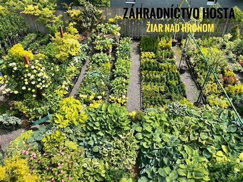 Zblízka: Kvety a rastliny v škárach múrika