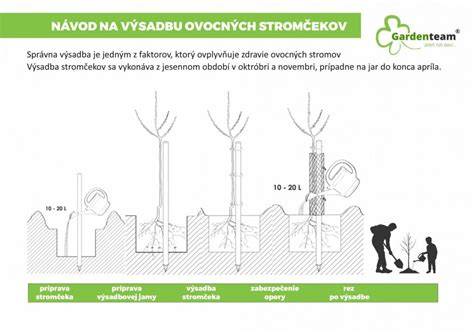 Ilustrácia správneho a nesprávneho prerezávania ovocných stromov