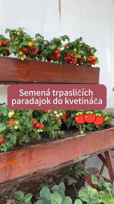 Vertikálne klíčenie paradajok v rolke