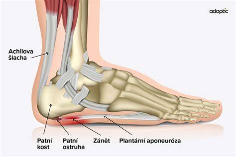 Anatomická schéma plantárnej fascie
