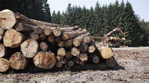Ťažba dreva v slovenských lesoch