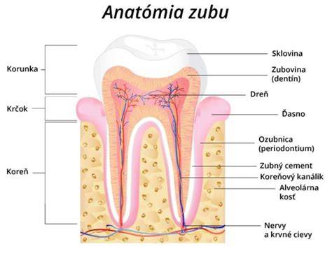 Anatómia zuba a čeľusti s okosticou