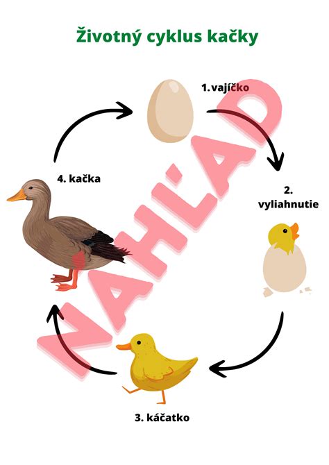Infografika: Životný cyklus tehly