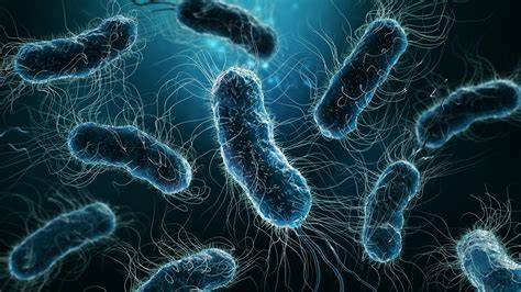 Mikroskopický obraz kolónií Escherichia coli