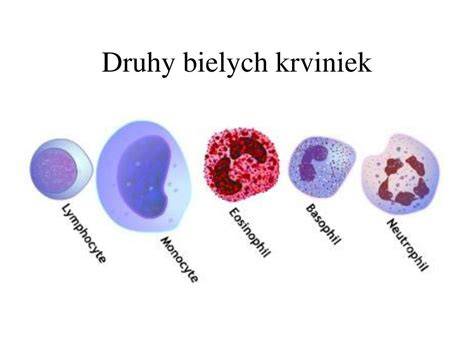 Mikroskopický pohľad na rôzne druhy bielych krviniek