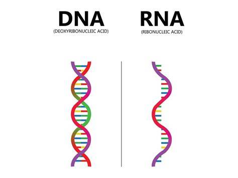 Porovnanie čistoty DNA po rôznych metódach izolácie