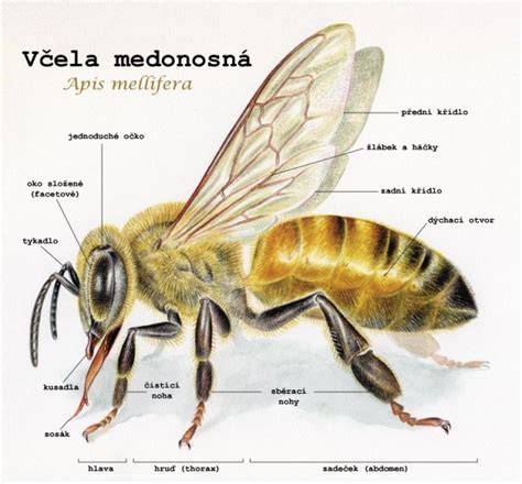 Detail žihadla včely a osy