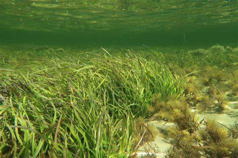 Vedci skúmajúci morskú trávu Posidonia australis