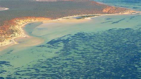 Mapa Žraločej zátoky s vyznačeným rozšírením Posidonia australis