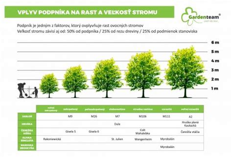 Porovnanie výšky najvyšších stromov sveta