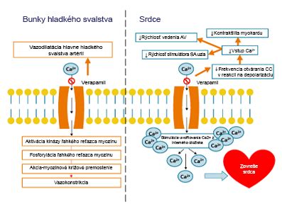 Infografika: Mechanizmus účinku superplastifikátorov