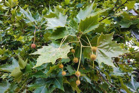 Pohľad na mohutné platanus acerifolia v parku