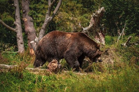 ilustračná fotografia medveďa hnedého v prírode