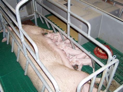 PVC pôrodné lôžko pre prasnice s prasiatkami