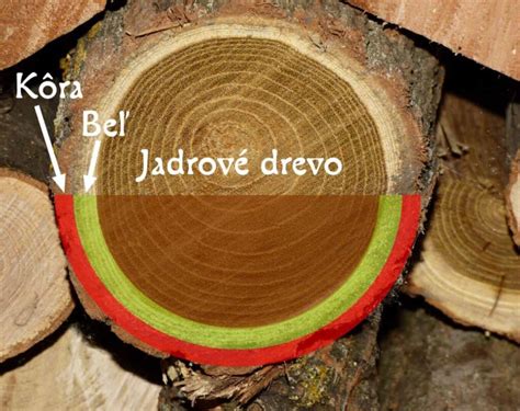 Štruktúra dreva
