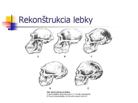 Rekonštrukcia lebky Australopitheca anamensis