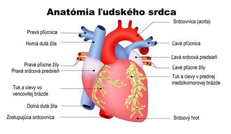 Schéma štruktúry ľudského srdca a jeho dutín