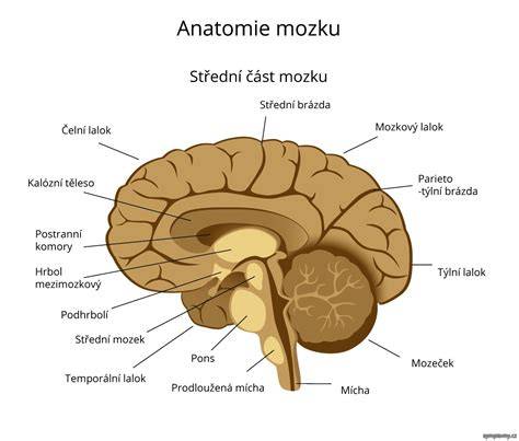 Schéma bielej vane s vyznačenými časťami a typmi škár