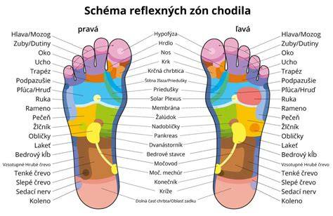 Anatomická schéma chodidla s vyznačenou pätovou kosťou a plantárnou fasciou